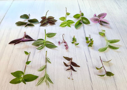 No Root Plant cuttings from USKC (3pc Tradescantia fluminensis variegata no Root cuttings)