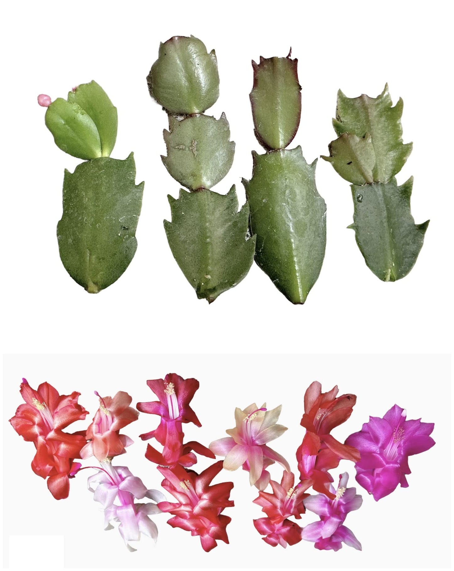 No Root Plant cuttings from USKC (3pc Tradescantia fluminensis variegata no Root cuttings)
