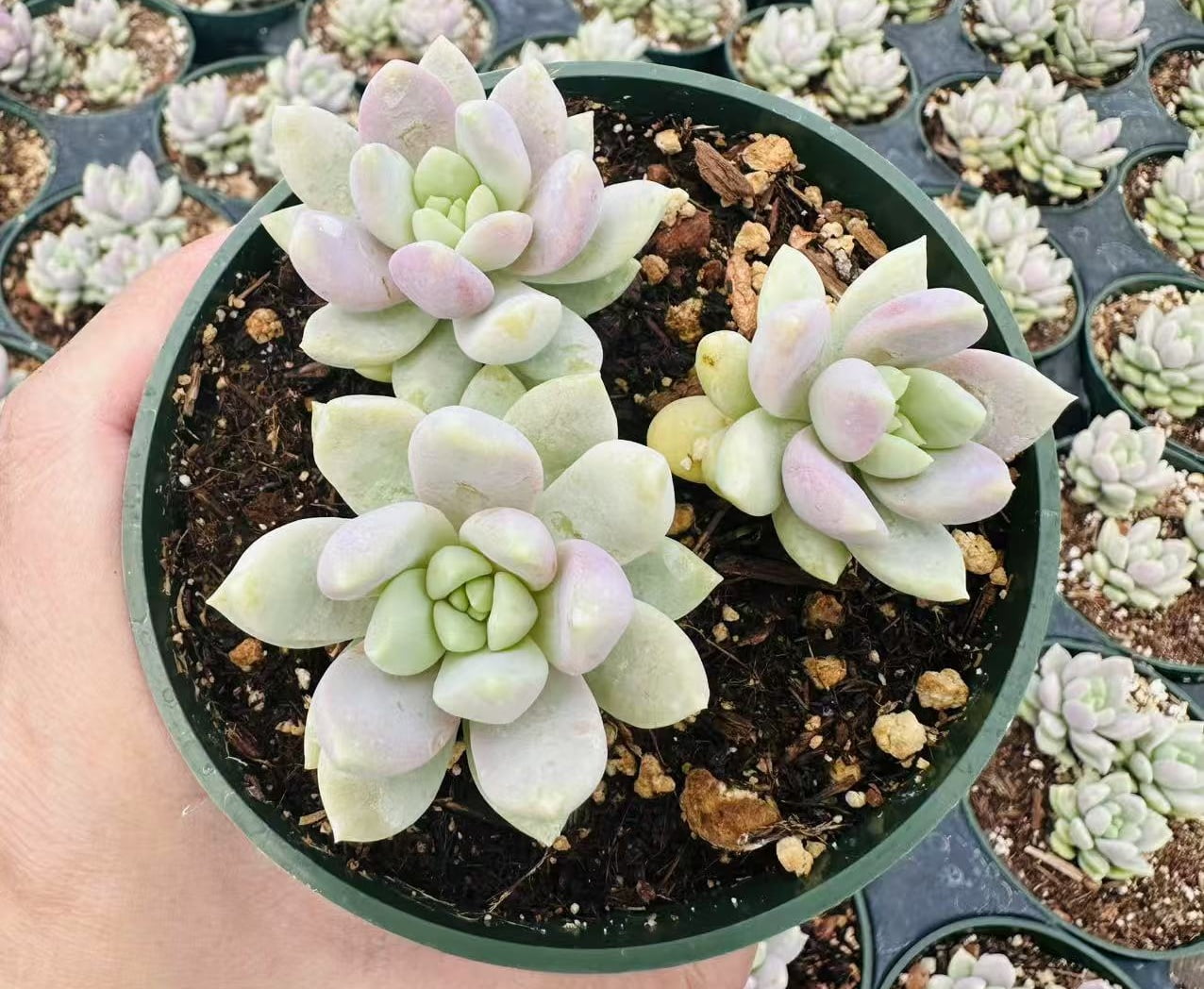 Live Succulent Plant 4"pot Sedeveria Lilac Mist