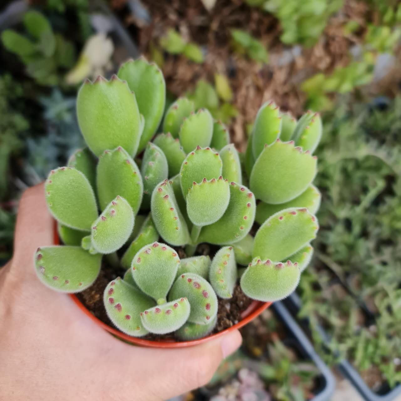 4"pot Live Succulent Plant – Cotyledon Tomentosa 'Bear Paw' (Non-Variegated, Green)