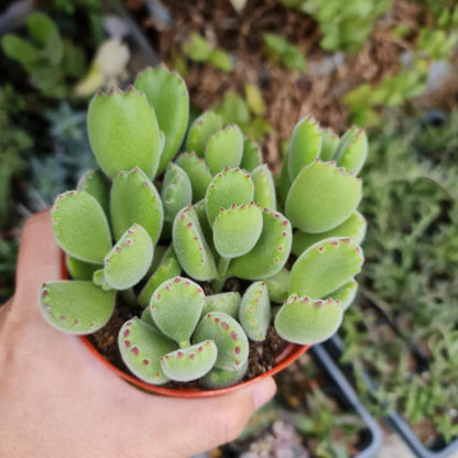 4"pot Live Succulent Plant – Cotyledon Tomentosa 'Bear Paw' (Non-Variegated, Green)
