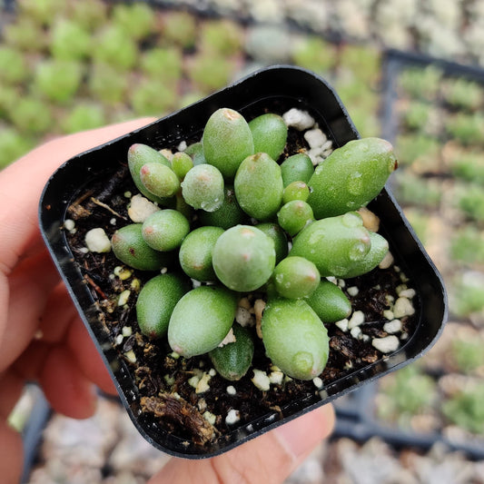 Live Succulent Cactus Plants (2"pot Adromischus Oviforme)