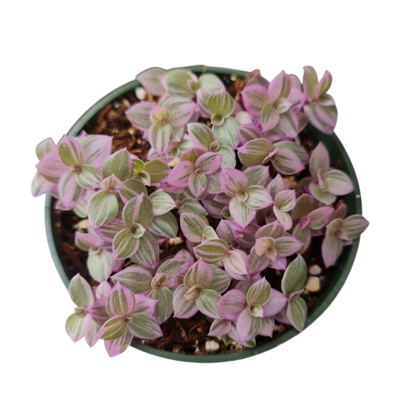 Live Indoor plants for Home Decoration