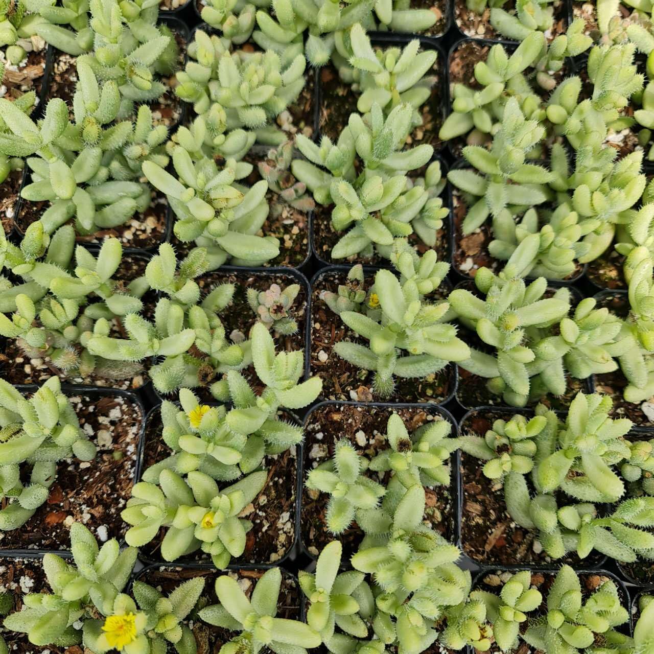 Rare Live Succulent Cactus Plants for Home Office Decor (2" Pot Variegated Delosperma echinatum - Variegated Pickle Plant) - Variant 12
