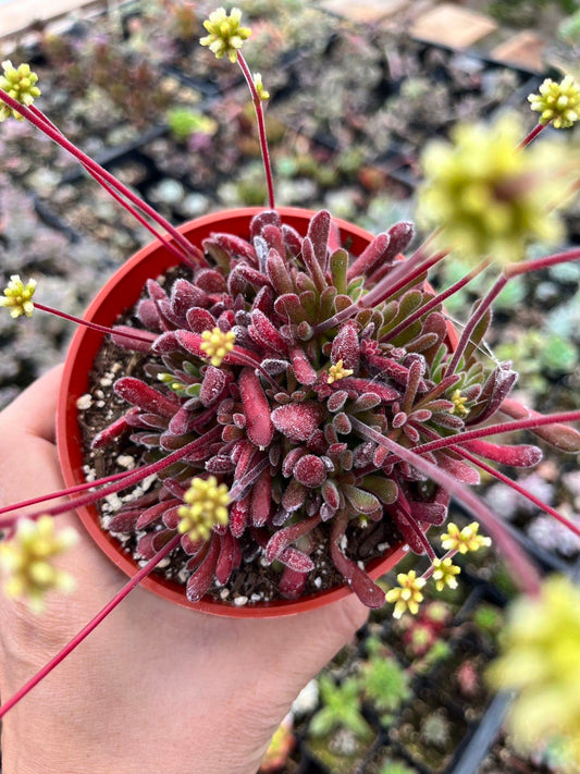 Live Cactus and Succulent plants for Home Office Decor - 4"pot Crassula Pubescens