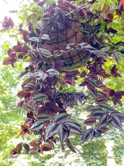 No Root Plant cuttings from USKC (3pc Tradescantia fluminensis variegata no Root cuttings)