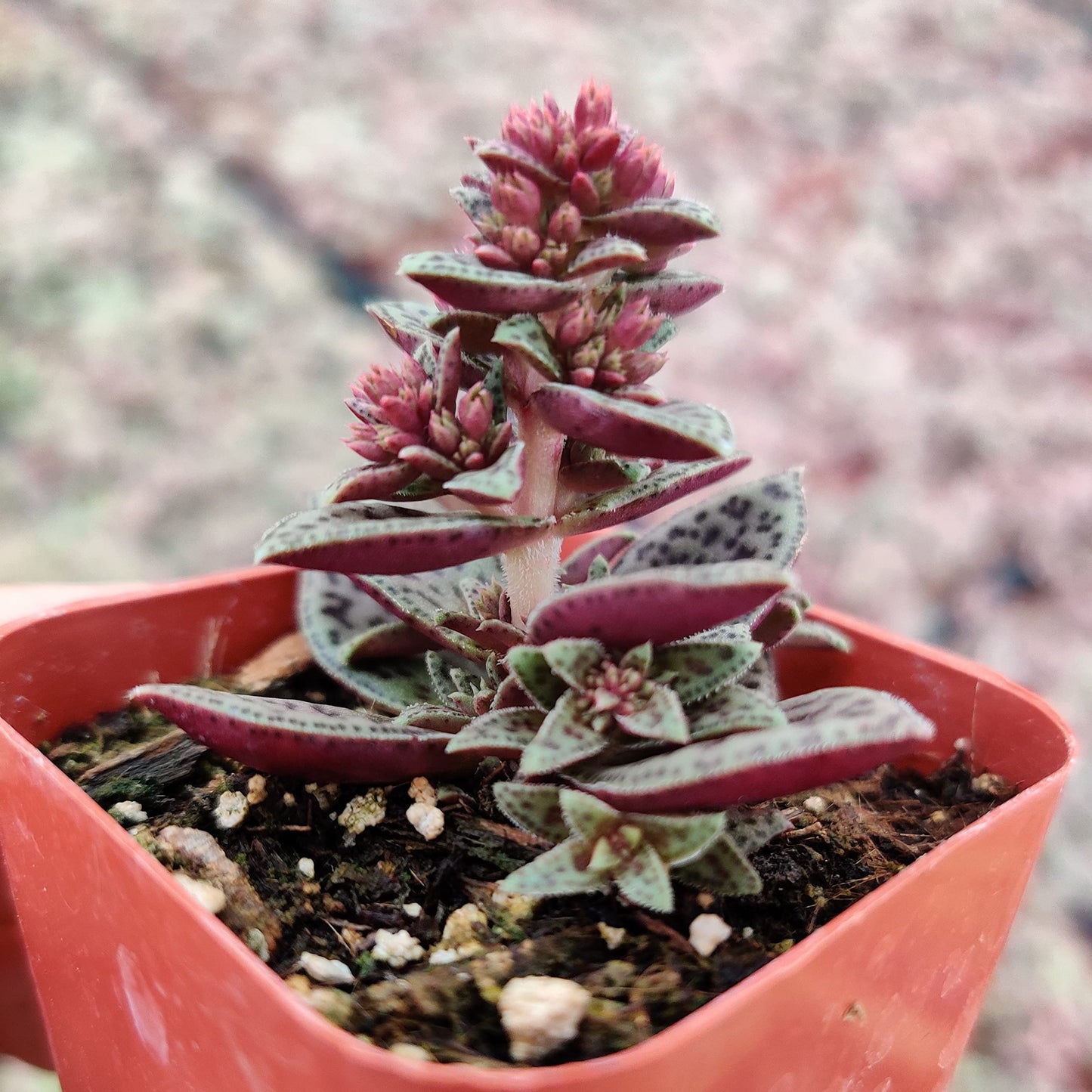 Live Succulent Cactus Plants from USKC (2" Pot) (Euphorbia Mammillaris Variegata)