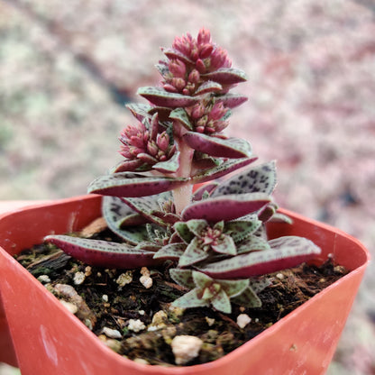 Live Succulent Cactus Plants from USKC (2" Pot) (Euphorbia Mammillaris Variegata)