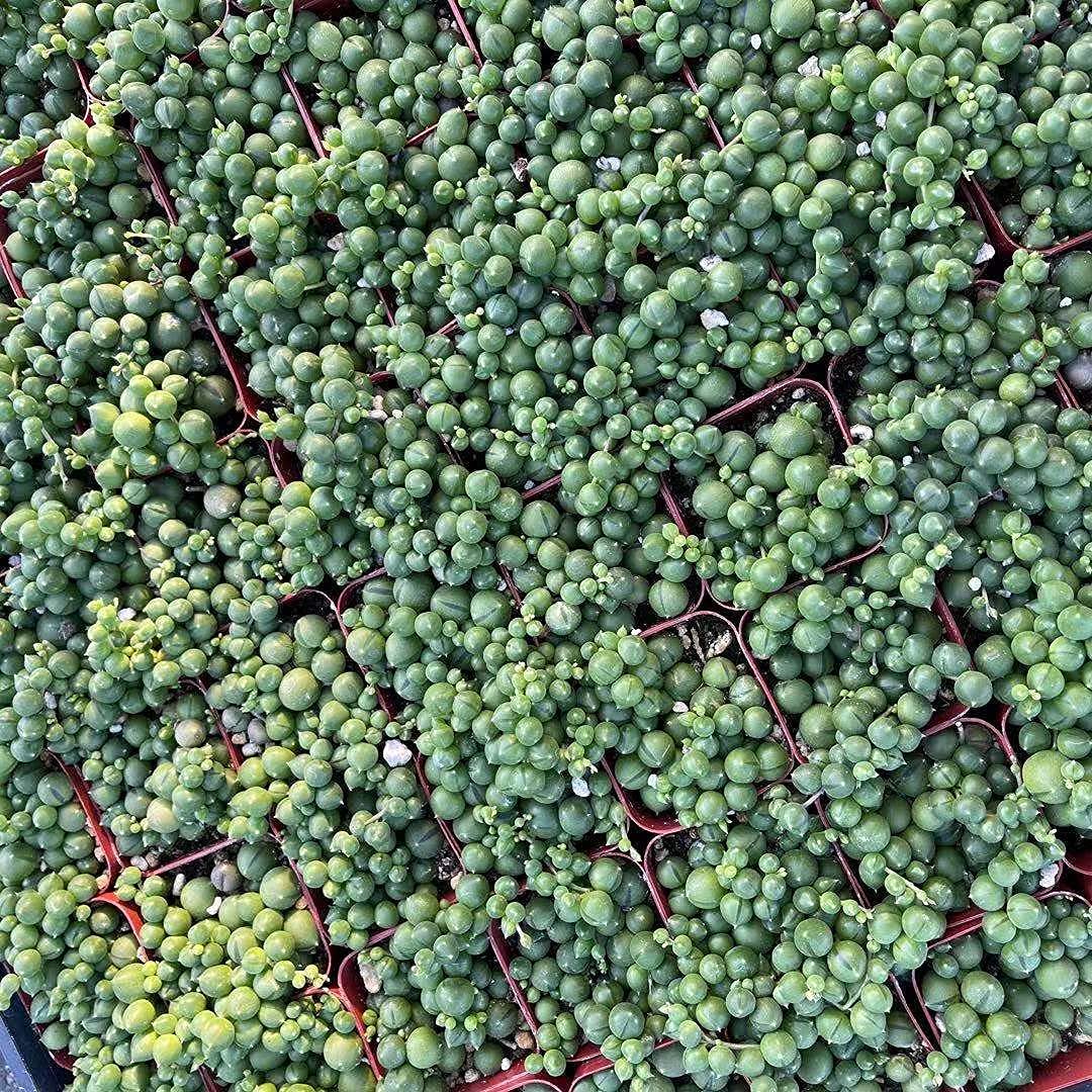 Live String Plants Succulents String of Pearls Well Rooted (two 2"pot set)