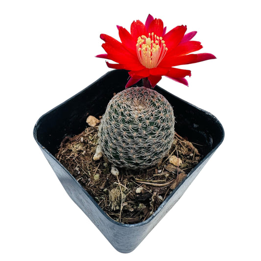 Live Rebutia Cactus Plants Collection for Home Decor 2" Pot (Bloom Color #2) - Bloom Color #4