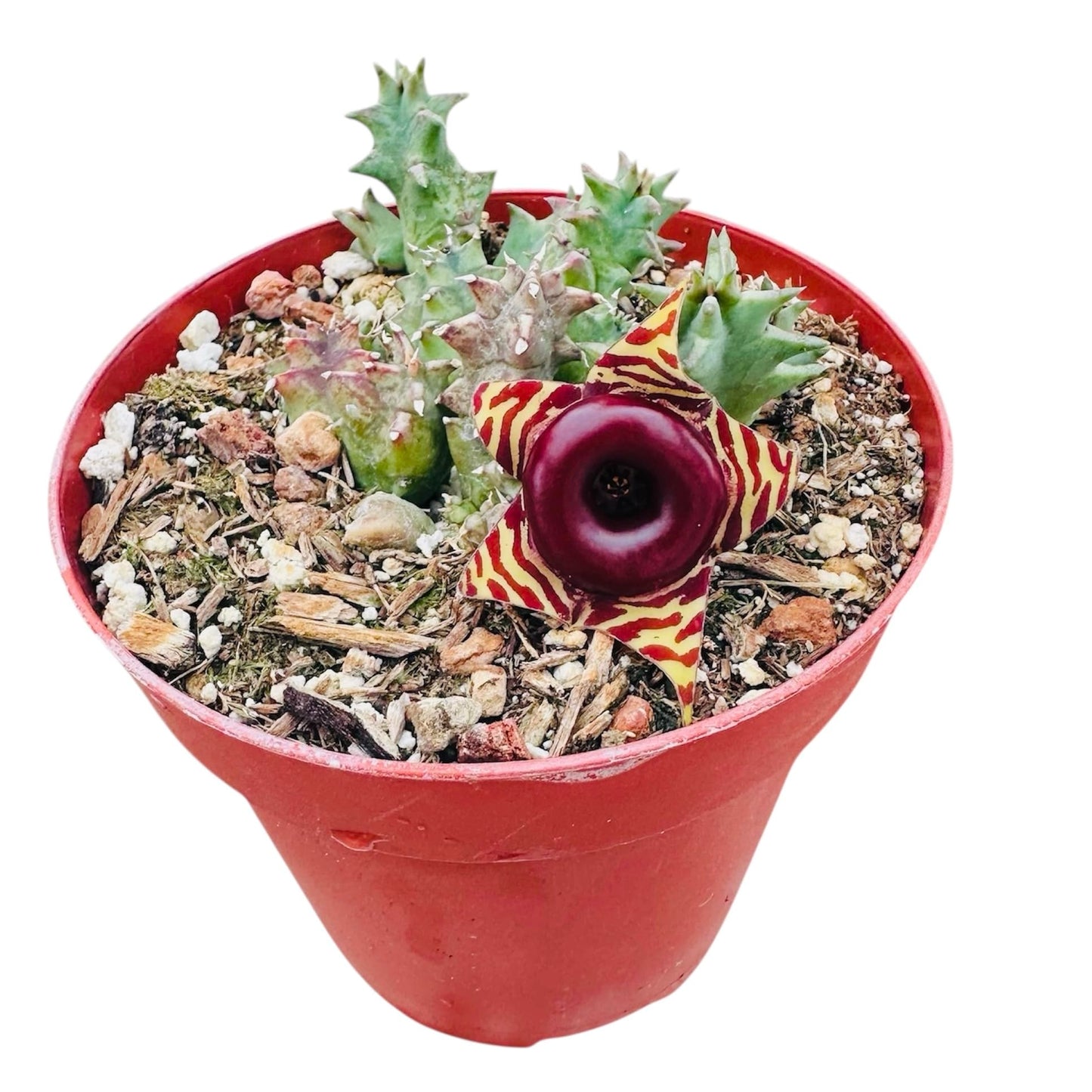 Live plants Lifesaver Plant Huernia zebrina