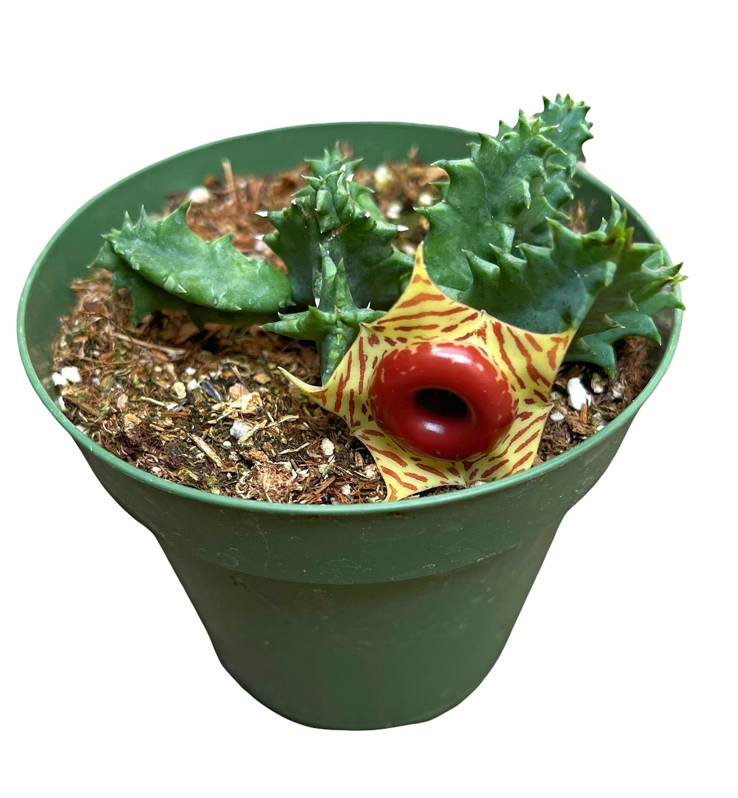 Live plants Lifesaver Plant Huernia zebrina