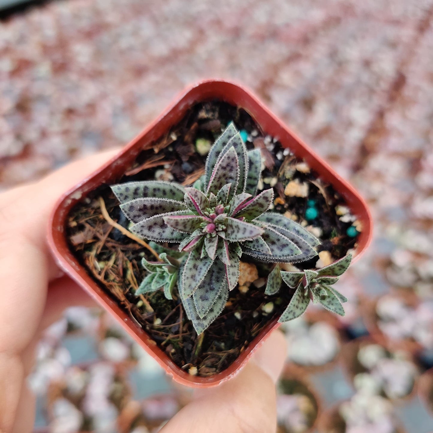 Live Succulent Cactus Plants from USKC (2" Pot) (Euphorbia Mammillaris Variegata)
