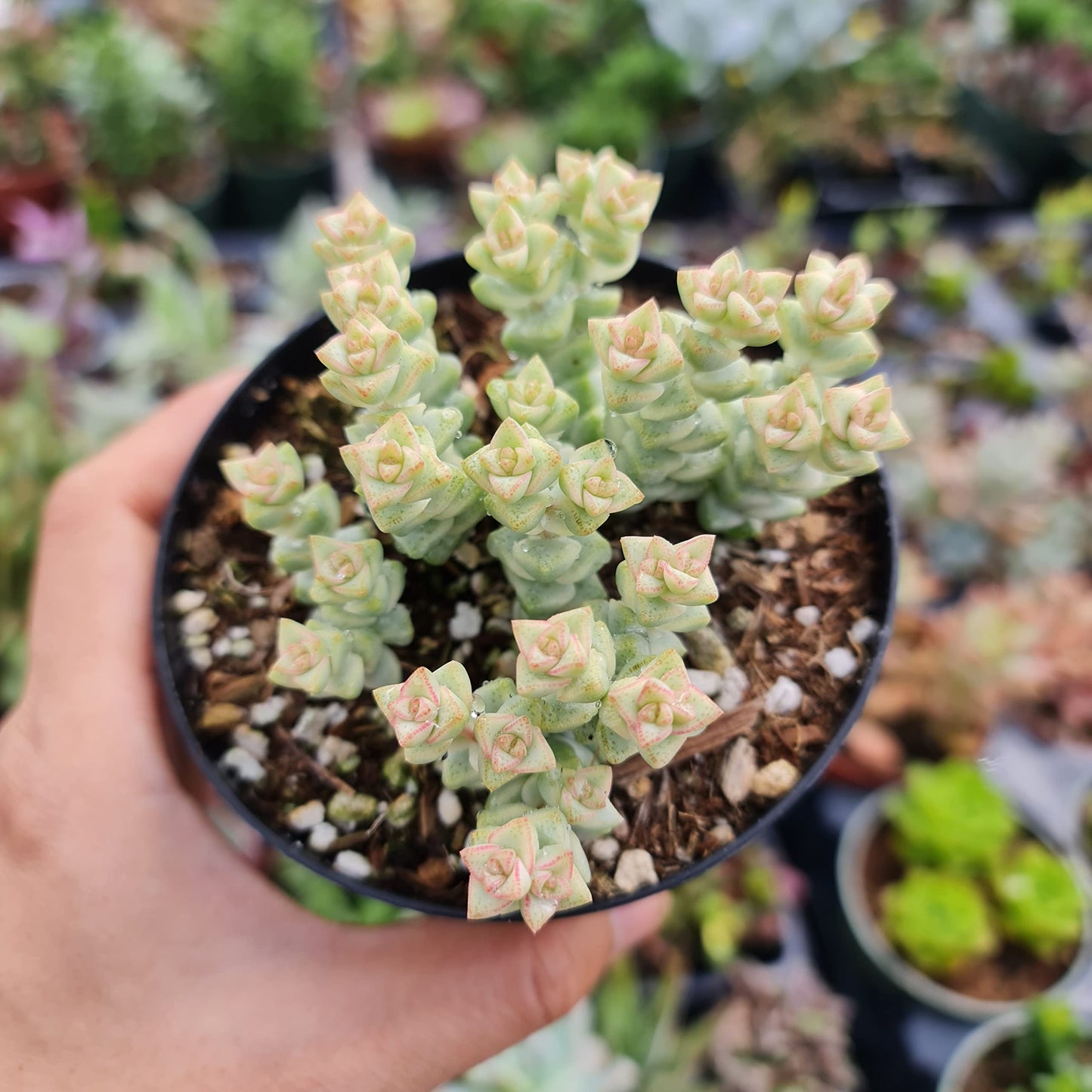 Rare Live Succulent Cactus Plants for Home Office Decor (2" Pot Variegated Delosperma echinatum - Variegated Pickle Plant)
