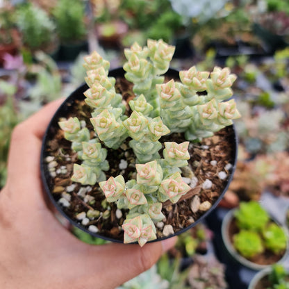Rare Live Succulent Cactus Plants for Home Office Decor (2" Pot Variegated Delosperma echinatum - Variegated Pickle Plant)