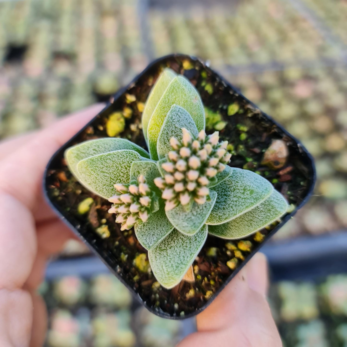 Live Cactus and Succulent plants for Home Office Decor