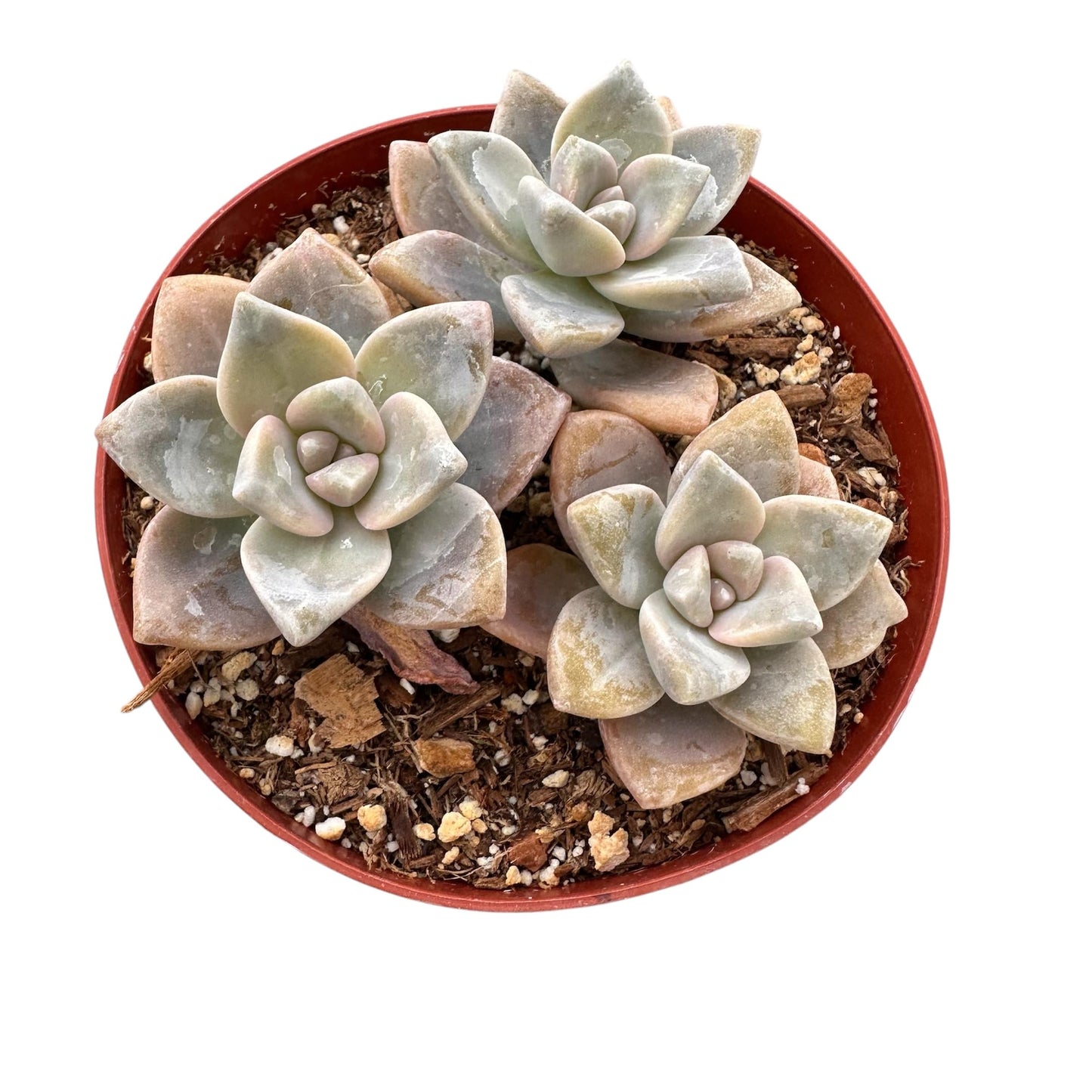 Live Succulent Cactus Plants for Home Office Decor