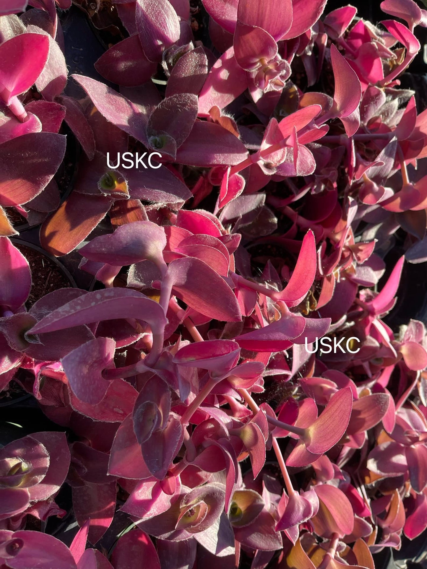 No Root Plant cuttings from USKC (3pc Tradescantia fluminensis variegata no Root cuttings)