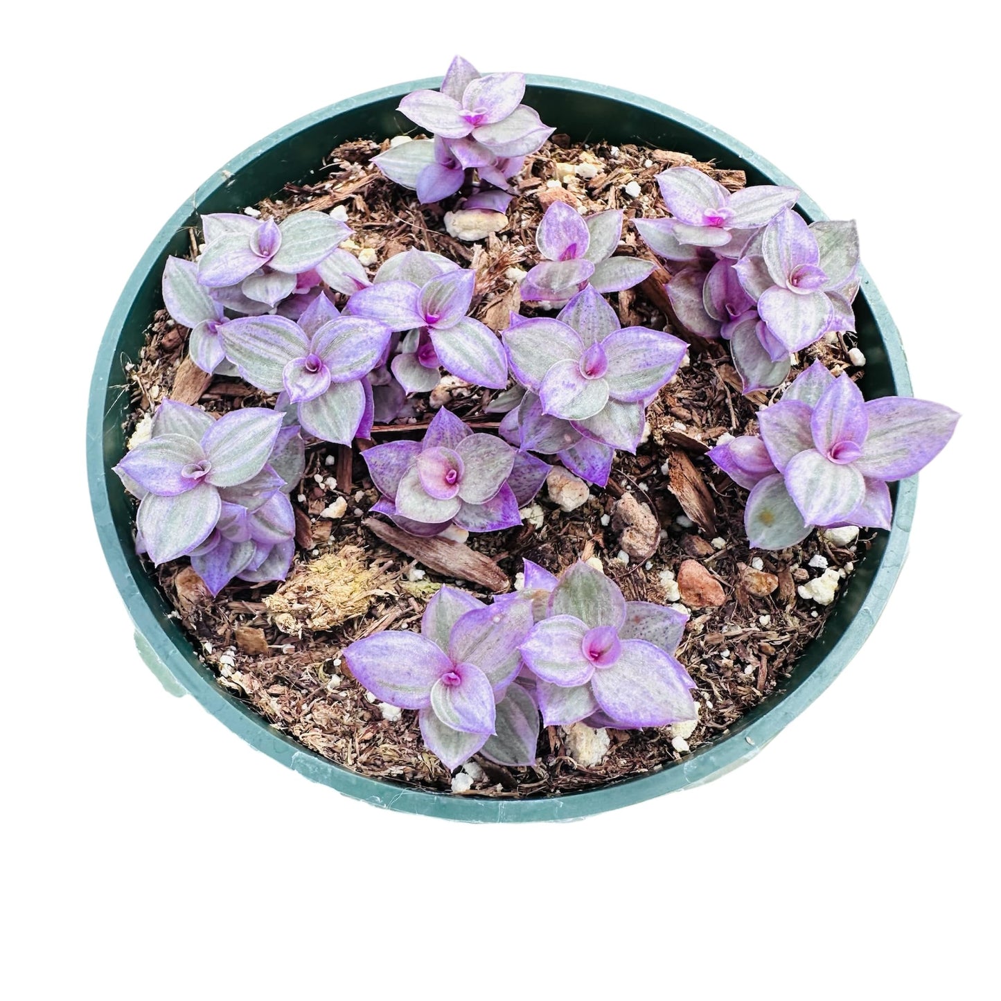 Live Indoor plants for Home Decoration