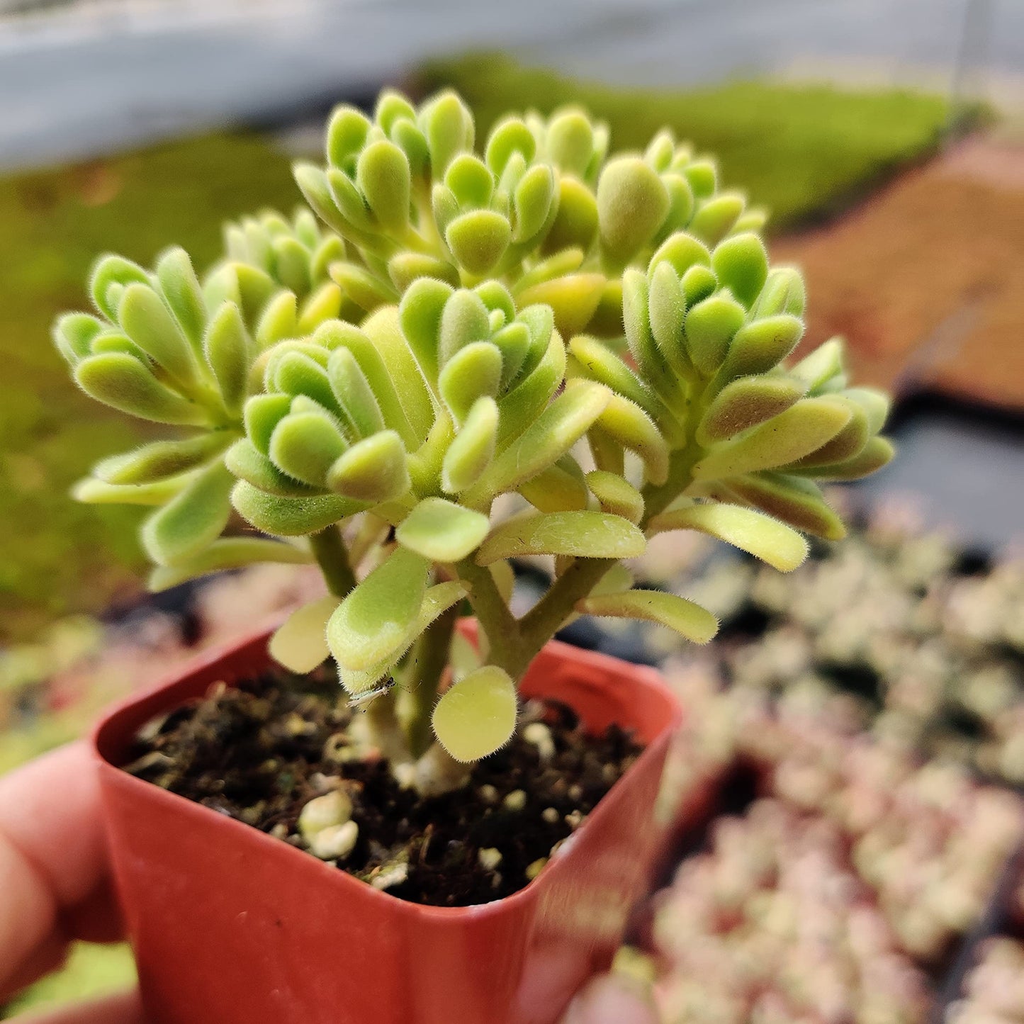 Live Succulent Cactus Plants (2" Pot Crassula Estagnol Spiralis)