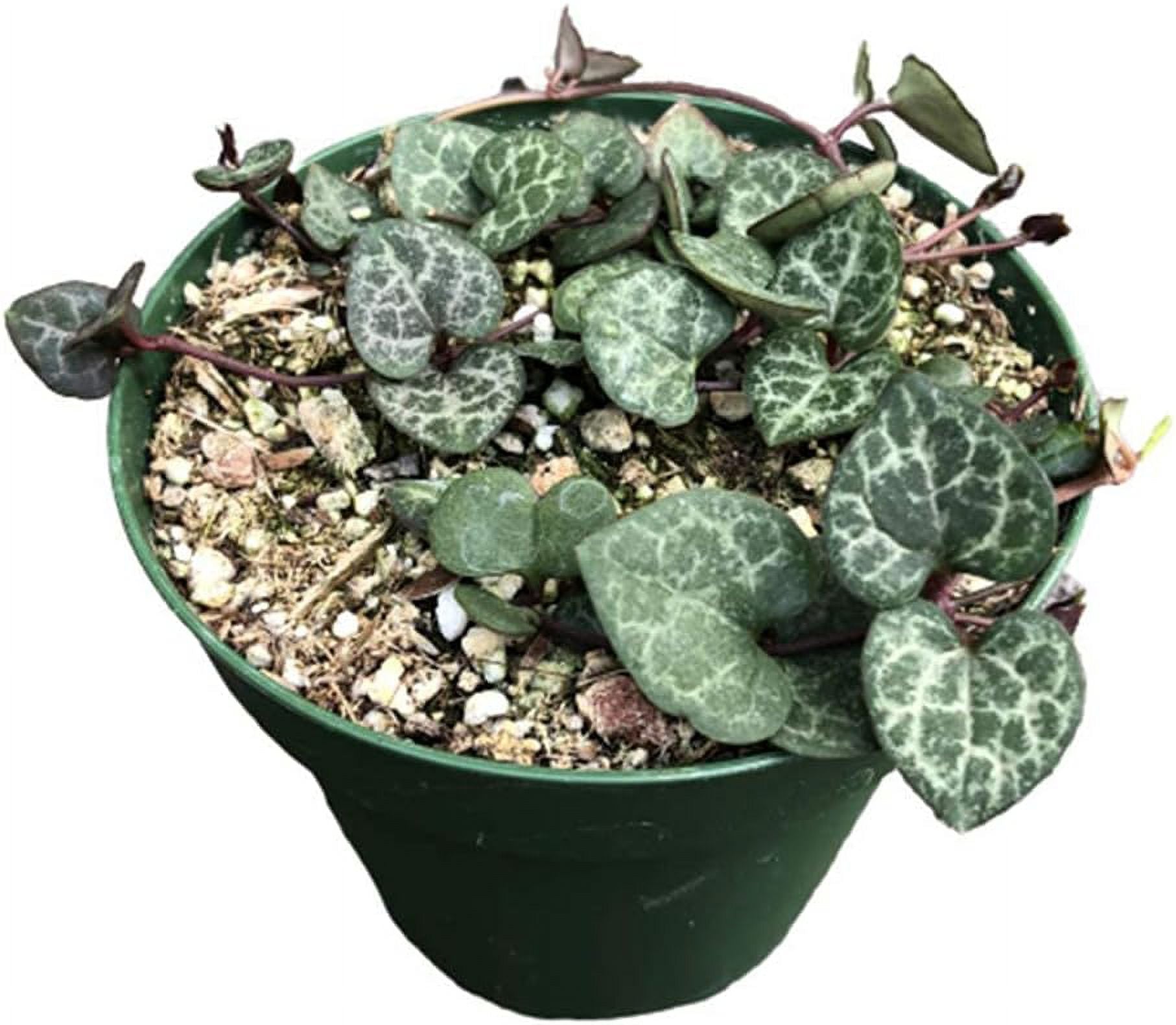 Live Trailing Succulent Plants 4" Pot  String of Hearts(Non-variegated) Live plants