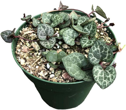 Live Trailing Succulent Plants 4" Pot  String of Hearts(Non-variegated) Live plants