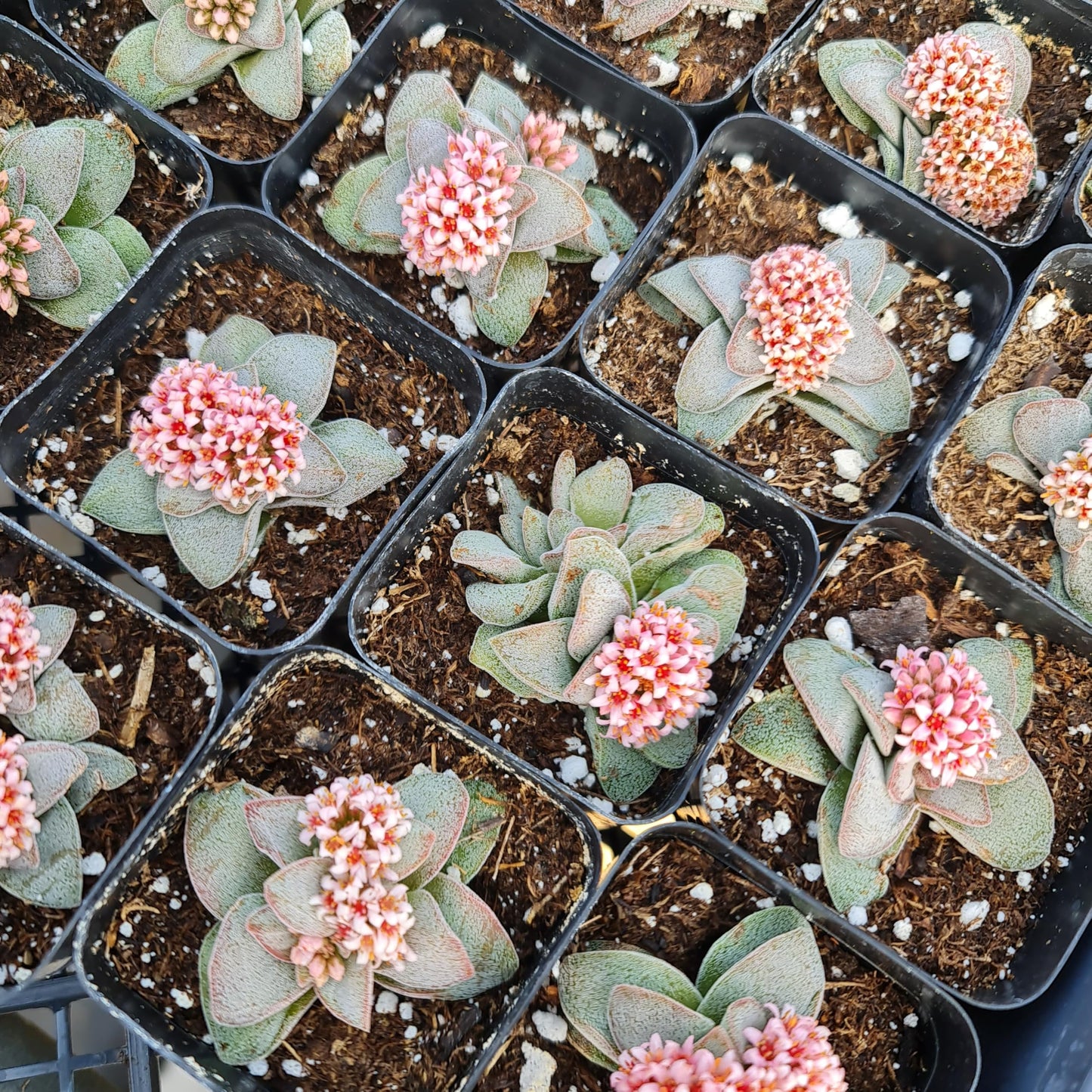 Live Cactus and Succulent plants for Home Office Decor