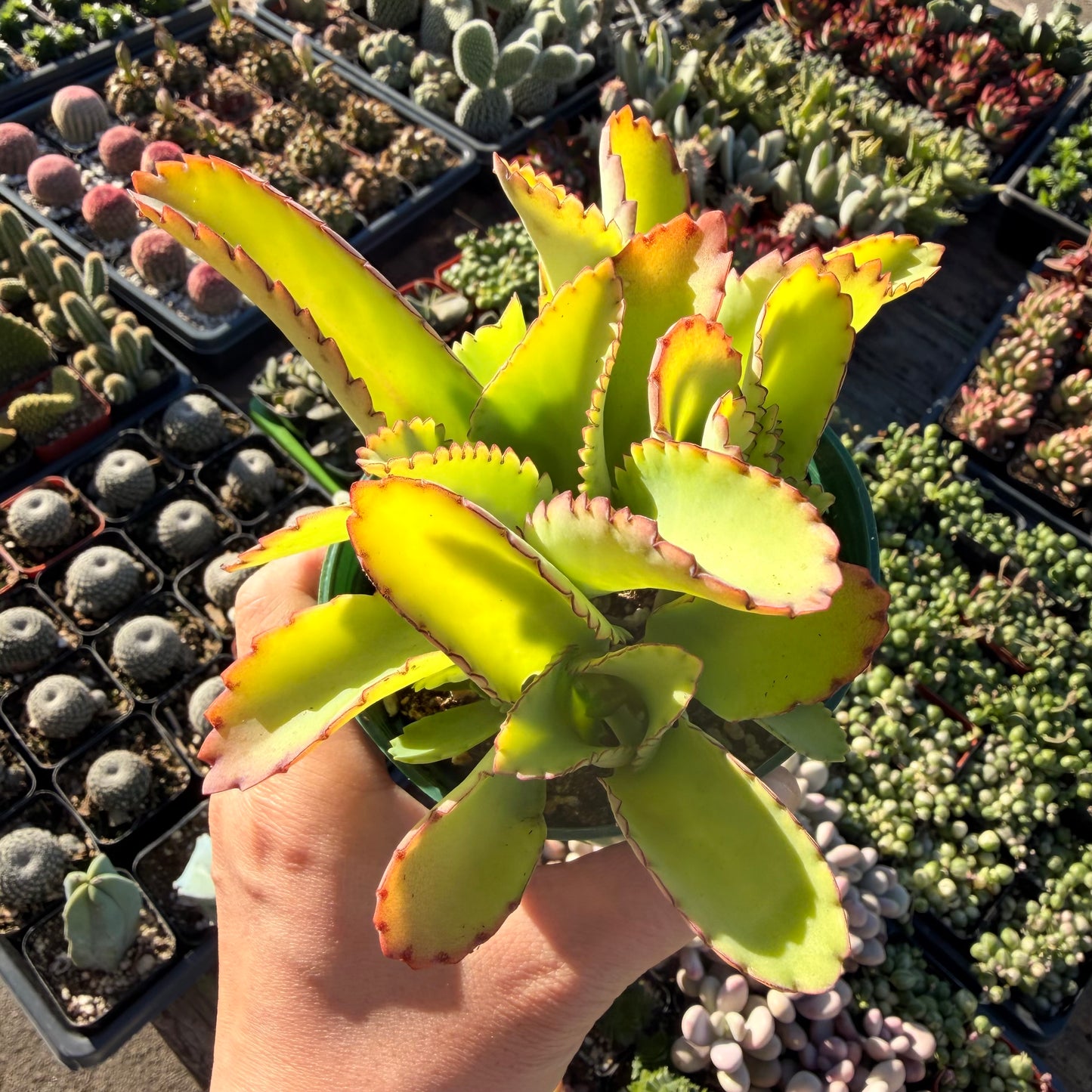 4”pot Kalanchoe Mother of Thousands