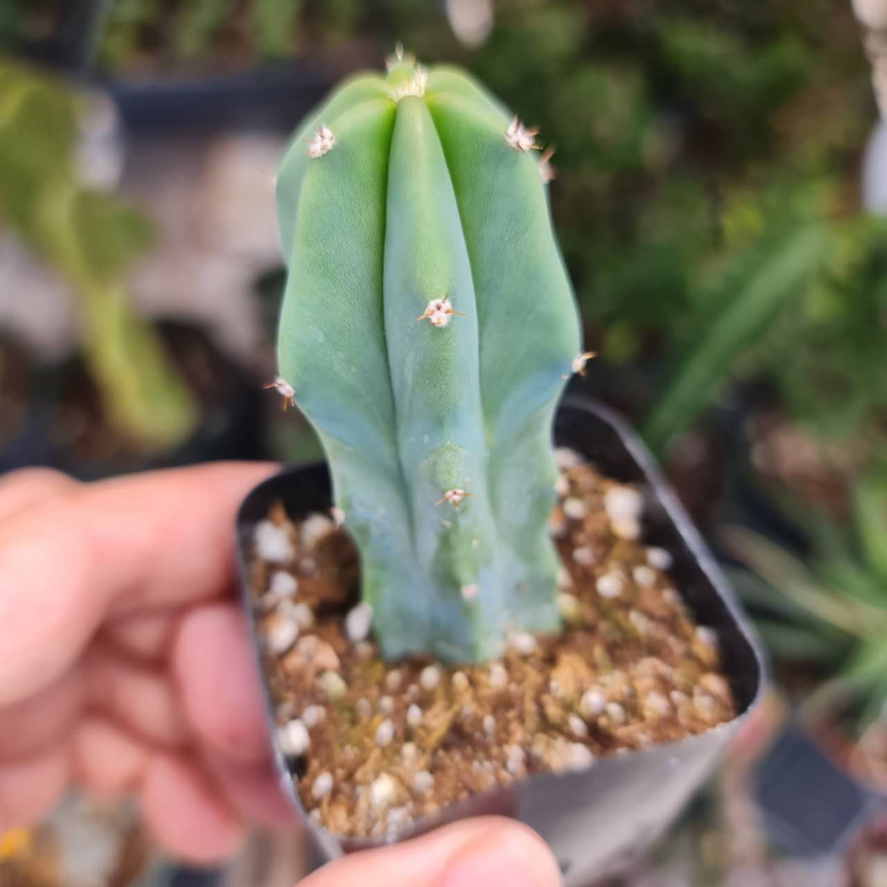 2"Pot Myrtillocactus Geometrizans Blue Candle Cactus