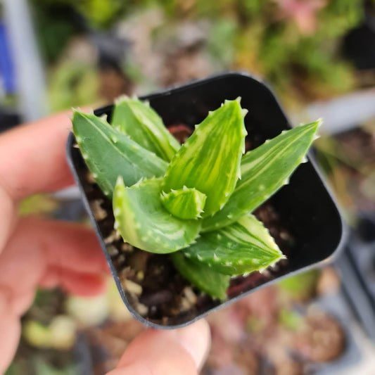 2" pot Variegated Aloe Nobilis