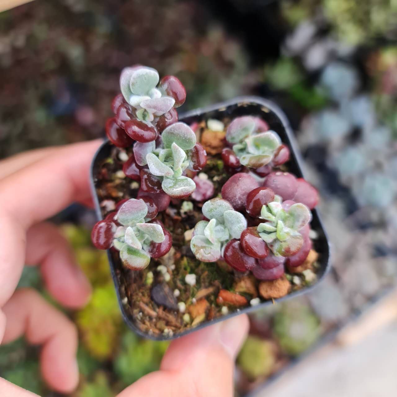 2"pot Sedum Spathulifolia Carnea