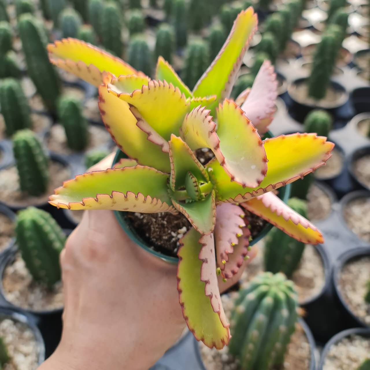 4”pot Kalanchoe Mother of Thousands
