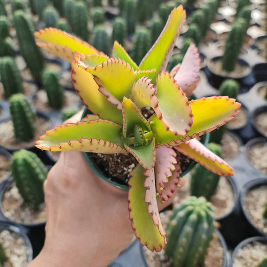 4”pot Kalanchoe Mother of Thousands