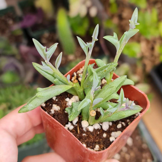 Cuttings/2"pot Succulent Plants  String of Dolphins