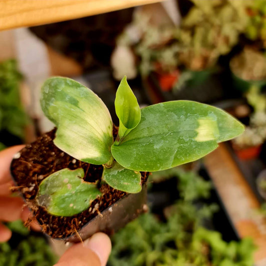 2"pot Tradescantia Blushing Bride