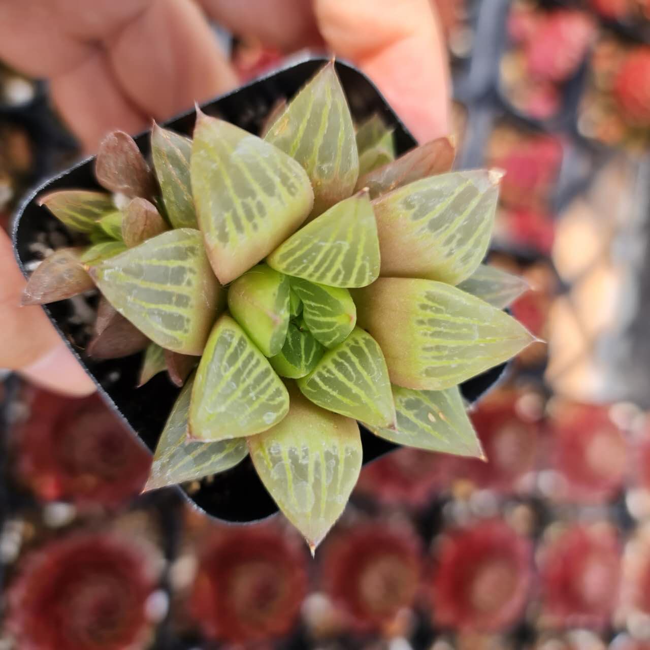 2"pot Haworthia retusa f. geraldii