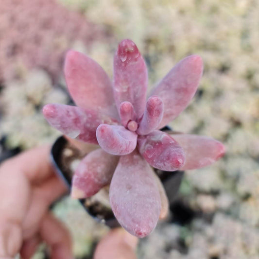 2"pot Pachysedum 'Ganzhou'