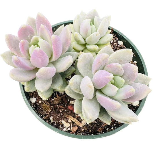 Live Succulent Plant 4"pot Sedeveria Lilac Mist