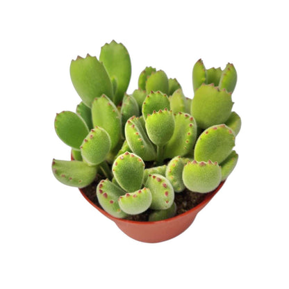 4"pot Live Succulent Plant – Cotyledon Tomentosa 'Bear Paw' (Non-Variegated, Green)