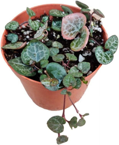 Live Trailing Succulent Plants 4" Pot  String of Hearts(Non-variegated) Live plants
