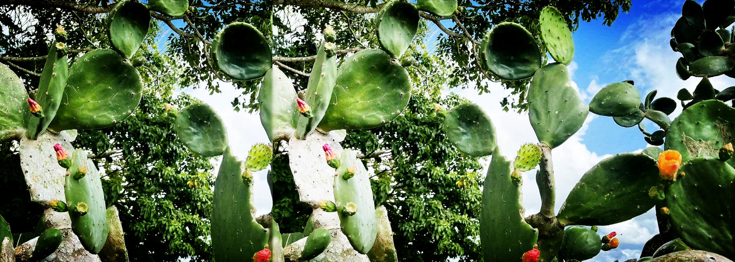 Welcome to USKCsucculents