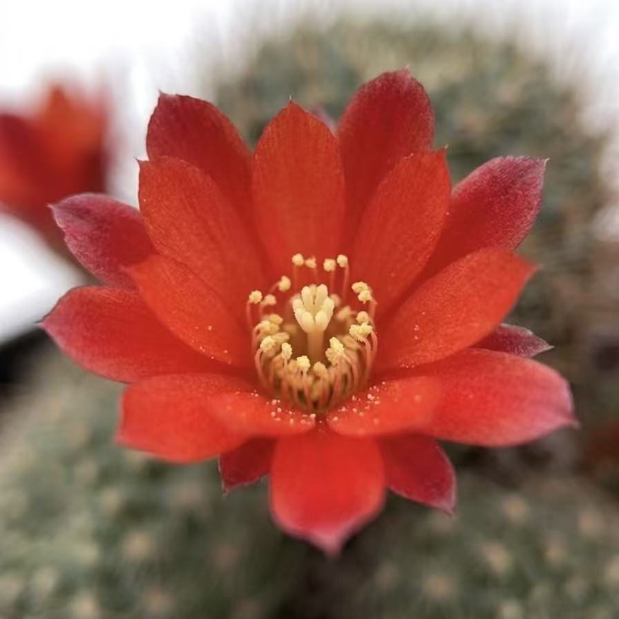 2"pot Rebutia Fulviseta