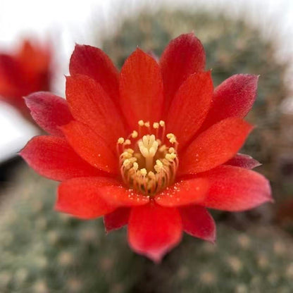 2"pot Rebutia Fulviseta
