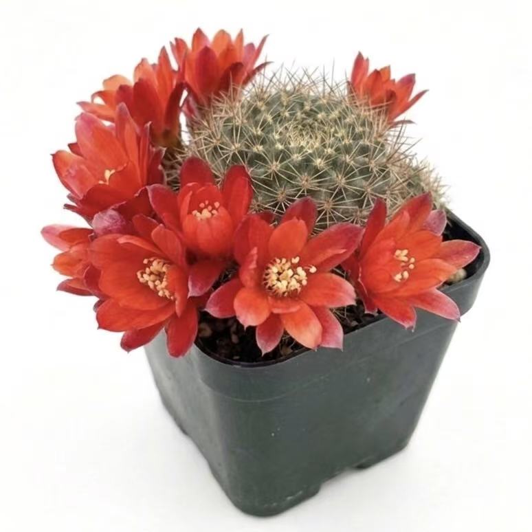 2"pot Rebutia Fulviseta