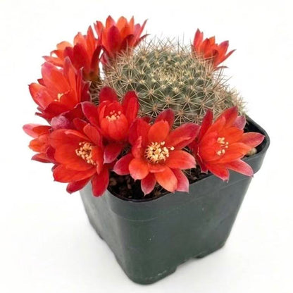 2"pot Rebutia Fulviseta