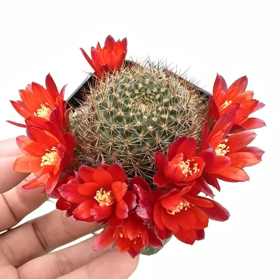 2"pot Rebutia Fulviseta