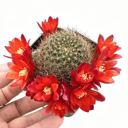 2"pot Rebutia Fulviseta