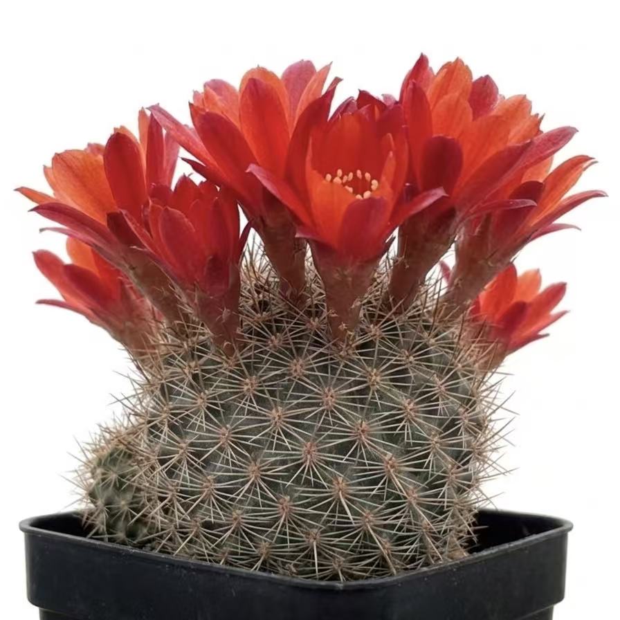 2"pot Rebutia Fulviseta