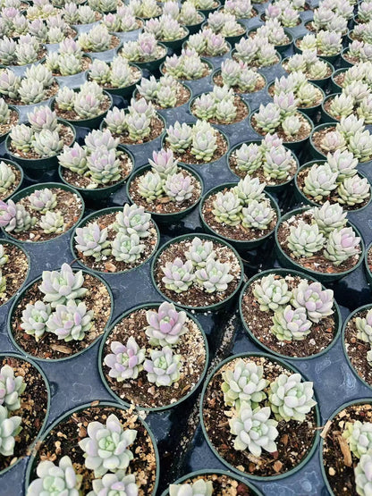 Live Succulent Plant 4"pot Sedeveria Lilac Mist