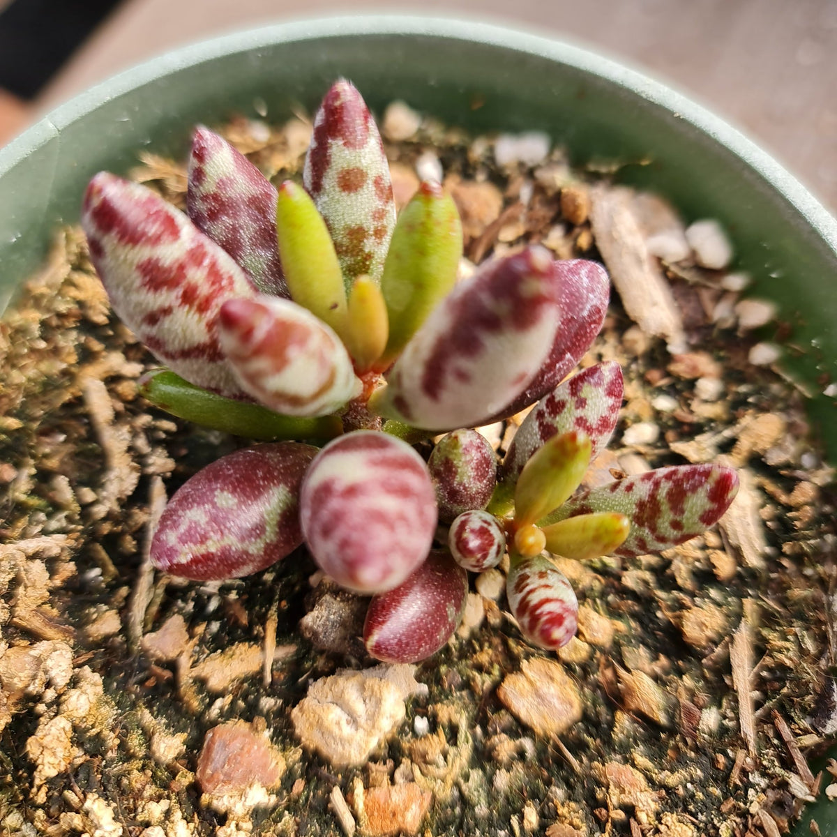 [Series] Adromischus Succulents – 2" Pots (5 Varieties)